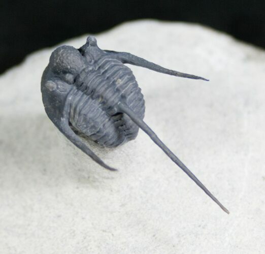 Long Spined Cyphaspis Eberhardiei Trilobite #7780